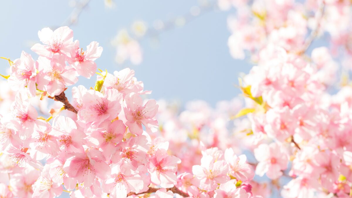 桜の花が満開の写真