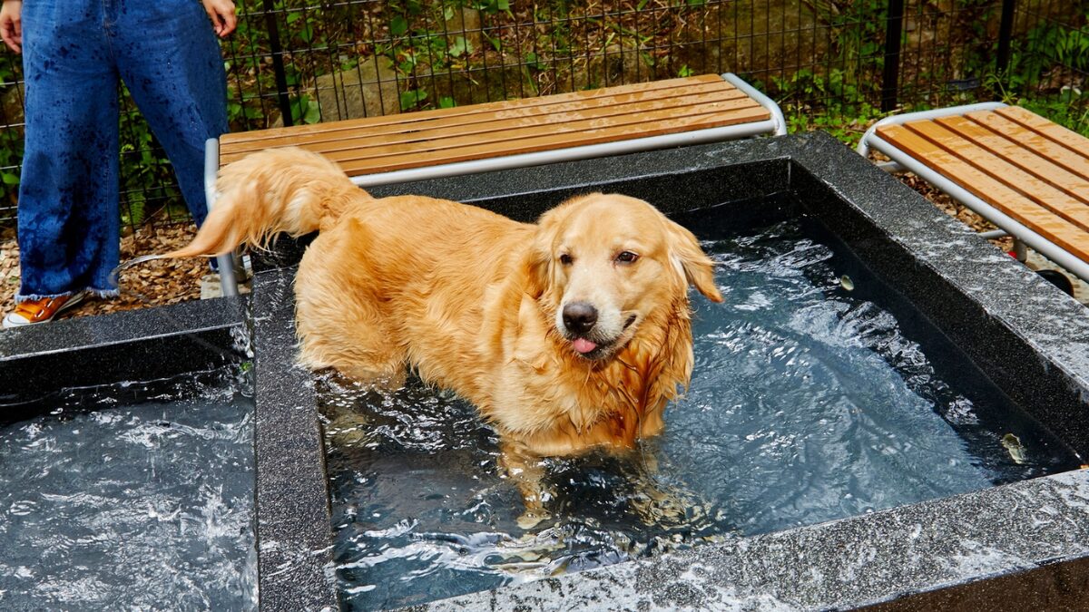 レジーナリゾート箱根雲外荘のペット用足湯の様子