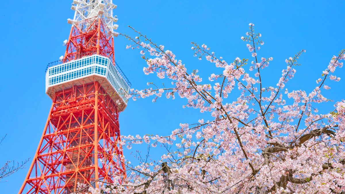 東京タワーと桜